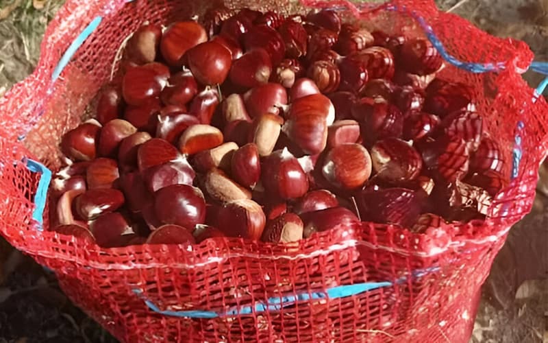 Reparto de sacas de patatas de AgroLeira en O Barco de Valdeorras